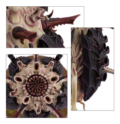 Sporocyst and Mucolid Spore / Tyrannocyte